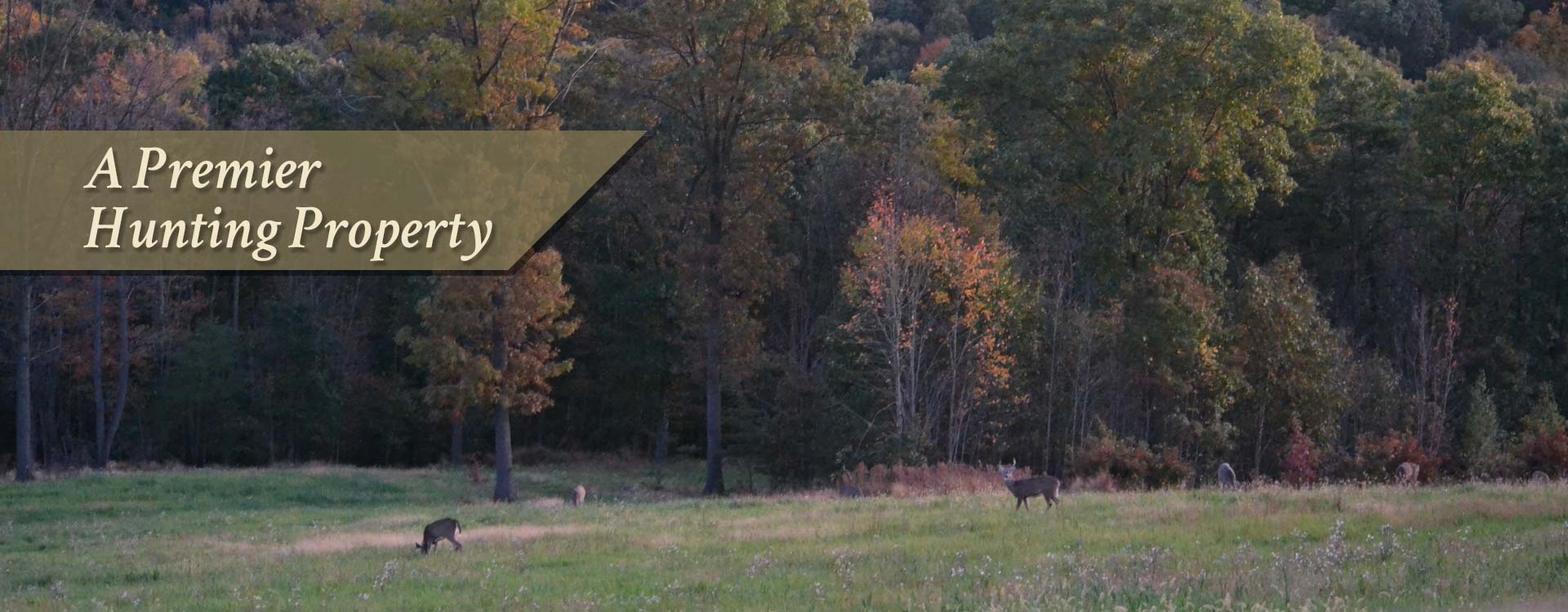 Hunting Preserve for Whitetails